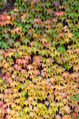 Vine autumn leaf natural background. Autumn nature. Leaves backdrop. Seasonal autumnal plant outdoor. Autumn leaves background. Leaves color. Nature fall beauty. Fall season weather