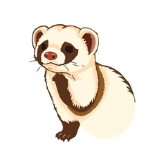 Cinnamon Ferret Animal