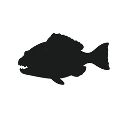 Black Codfish Animal