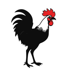 Black Cockle Marine Life