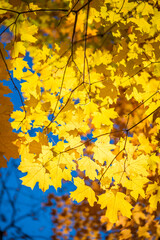 Nature in autumn. Fall weather outdoor. Leaves in autumn nature forest. Fallen leaves. Windy path. Autumn nature forest. Orange and yellow fall leaves. Fall season colors