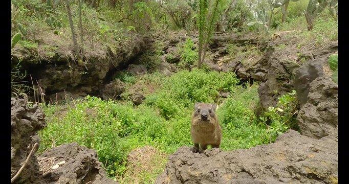 Low wide angle of Rock Hyrax ( Procavia capensis) standing on rocky terrain with green vegetation at midday in Kenya