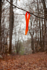A bright orange ribbon hangs from a bare tree branch, marking a path in a moody, leaf-covered forest with a wet, rustic feel.