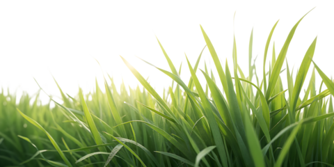Close up macro shot of vibrant green grass blades with dew drops glistening in soft light isolated on transparent background