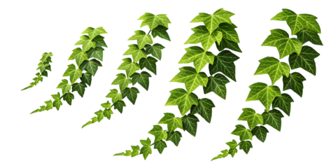 Vibrant green ivy vines with detailed leaves gracefully climbing and twisting in a natural organic pattern isolated on transparent background