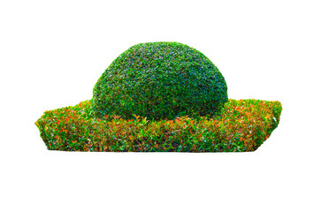 Beautiful round shape of green Hedge cut tree with square shaped base selective pruning and trimming of branches on Transparent Background.	
