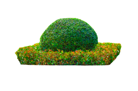 Beautiful round shape of green Hedge cut tree with square shaped base selective pruning and trimming of branches on Transparent Background.	
