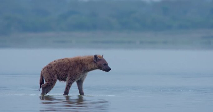 Wide of spotted hyena (Crocuta crocuta) walking in waterbody in cloudy morning in Kenya