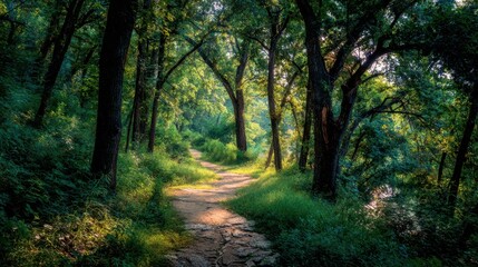 Naklejka premium Serene Forest Pathway Surrounded by Lush Green Trees and Tranquil Nature in Morning Light