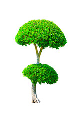 Beautiful round shape of green Hedge cut tree selective pruning and trimming of branches on Transparent Background.	
