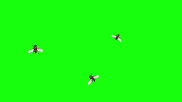 Professional Housefly Video