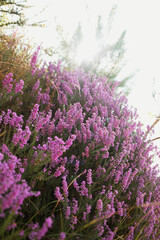 Pink flowers against sunlit background 