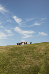Horses on mountaintop meadow