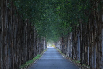 Long straight road with enormous eucalyptus trees in the Kasetsart Unitversity Kamphaeng Saen campus ,Thailand