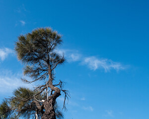 Lone tree reaching for the skies on a blue backdrop with a line of white clouds