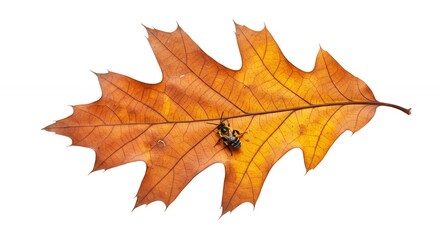 Autumn oak leaf with insect