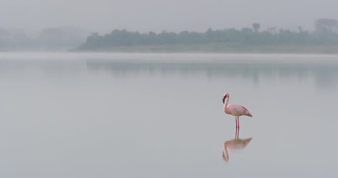 Very wide of a Lesser Flamingo (Phoeniconaias minor) standing solitary in a shallow misty lake at daytime in Kenya