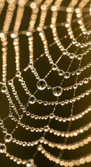 spider web with dew drops