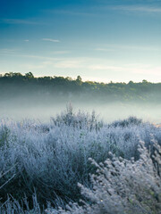 Serenidade congelada
