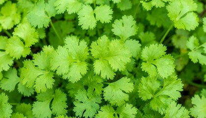 Fresh coriander leaves closeup