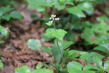 春の佐渡島。トンデン山に咲く花。オドリコソウの蕾。