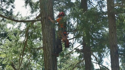 Arborist climbs tree with the help of climbing gear, adjusting straps and chain saw, wide shot