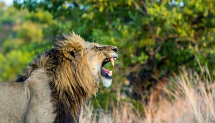 Lion roaring in savanna