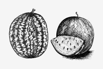 Vector Sketch of Whole and Cut Watermelon. Detailed Watermelon Fruit Sketch with Seeds. Black and white hand drawn illustration of whole watermelon and sliced piece with seeds in vintage style