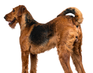  Airedale Terrier Standing Proud, Side Profile, Isolated on Transparent Background.