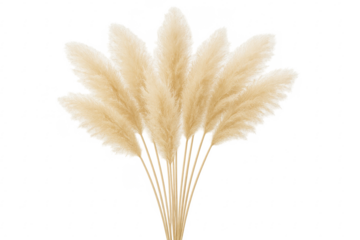 Pampas grass bouquet on transparent background creating a bohemian atmosphere