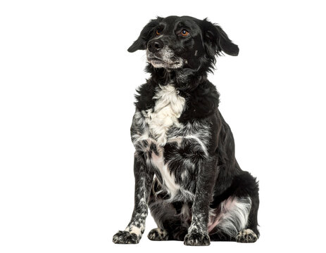  Sitting Chippiparai with Graceful Neck and Alert Expression, isolated on transparent background.