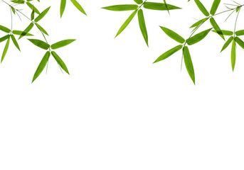 Fototapeta premium Green bamboo leaves border isolated on transparent background