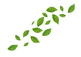 Green leaves arranged in a diagonal pattern, isolated on transparent background