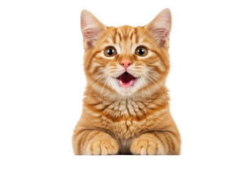 Obraz premium Cute ginger kitten with surprised expression isolated on transparent background