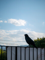 口を開けるカラスと夏の空