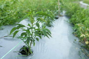 Young chili plants or Capsicum annuum planted in an area of fertile humus soil covered with plastic mulch