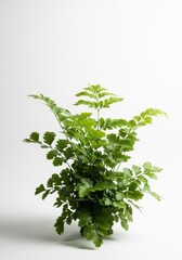 Obraz premium Delicate maidenhair fern with lacy fronds on a white background