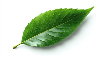 Obraz premium Single green leaf, isolated, white background, nature, design element