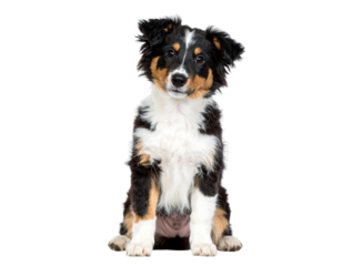 Toy Fox Terrier Sitting Playfully, Front View with Tilted Head, Isolated on Transparent Background.