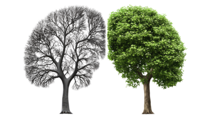 lung shaped trees left side dying and gray right side dying on white background