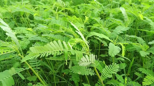 Fresh Green Phyllanthus Niruri Plant Leaves in Natural Surroundings