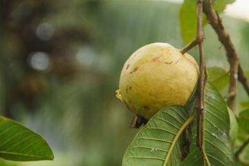 Fresh guava fruit still hanging on the tree