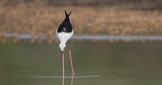 Wide pan of a Black-winged Stilt (Himantopus himantopus) foraging in shallow lake water at daytime in Kenya
