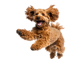 Toy Poodle Jumping Playfully, Side View, Isolated on Transparent Background.