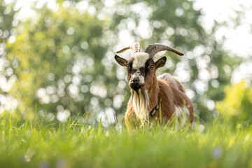Playful pygmy Goat Grazing and Exploring Outdoors