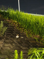 夜の土手で見つけた猫の瞳