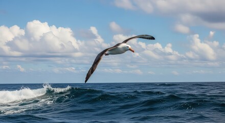 Majestic Black-browed Albatross Gliding Over the Ocean Waves