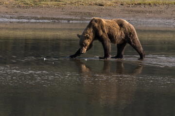 Alaskan brown bear fishing for salmon in a river in Lake Clark national Park, Alaska