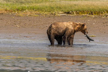 Brown bear eating salmon standing in a river in Lake Clark National Park, Alaska