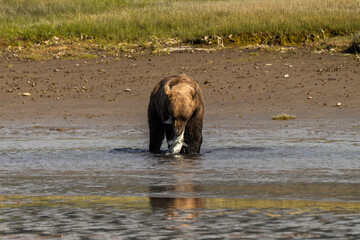 Brown bear eating salmon standing in a river in Lake Clark National Park, Alaska